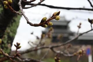 第５８回卒業証書授与式･第３３回専攻科修了証書授与式を挙行